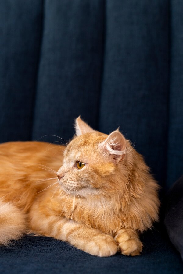 follow_img_1