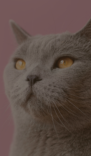 background slide