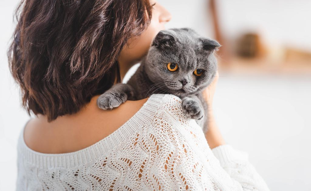 Cats & owners